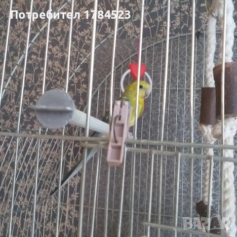 Поен папагал 2025г., снимка 2 - Папагали - 52617993