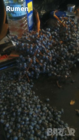 Продавам семена от студоустоичиви палми - 5 вида, снимка 6 - Разсади - 38409108