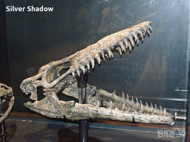 Фосилни зъби на Mosasaurus Leiodon - Късна креда (66 - 82.7 Ма), снимка 6 - Колекции - 37404312