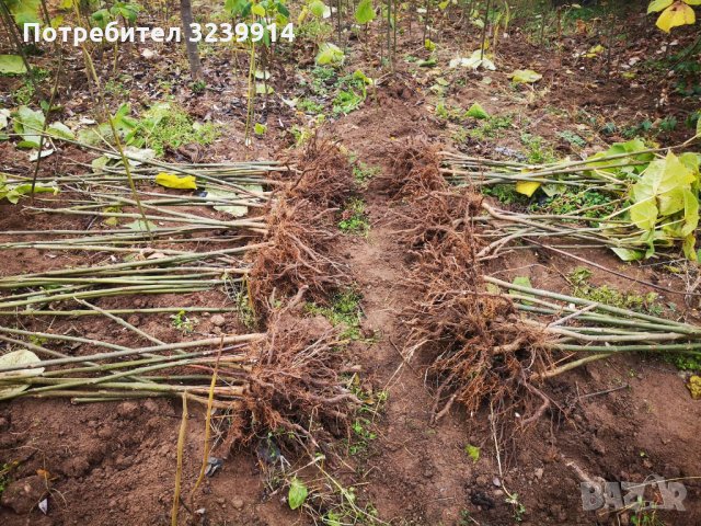 Пауловния Томентоса и Шан Тонг - двугодишни фиданки., снимка 2 - Разсади - 34901256