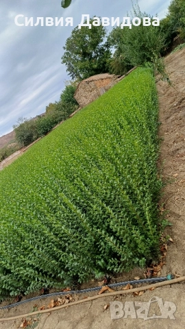 0.70 Лигуструм на корен, снимка 11 - Градински цветя и растения - 51968752