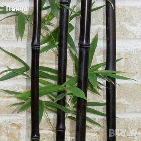 100 бр бамбукови семена градински растения Черен цвят бамбук Moso-Bamboo за декорация на градината д, снимка 10 - Сортови семена и луковици - 28091326