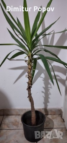 Юка  стайно  растение, снимка 1 - Стайни растения - 39715022