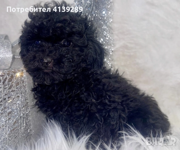 Пудел мини мини , снимка 8 - Пудели - 52754833