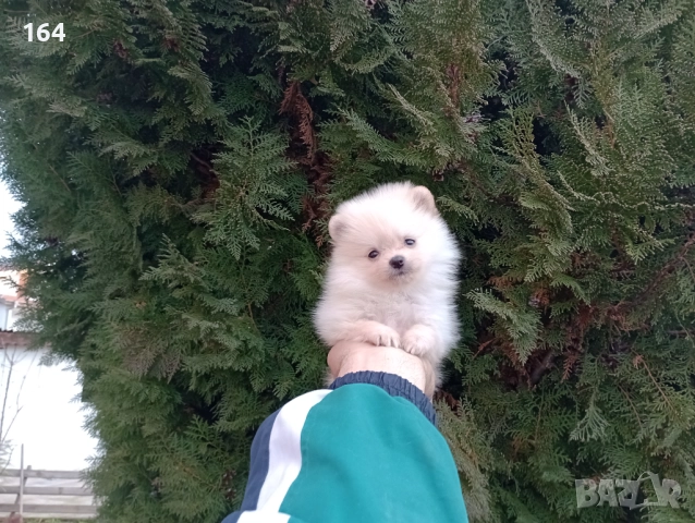 Момиченца. Померани. Реални снимки от 22.12.25 г.