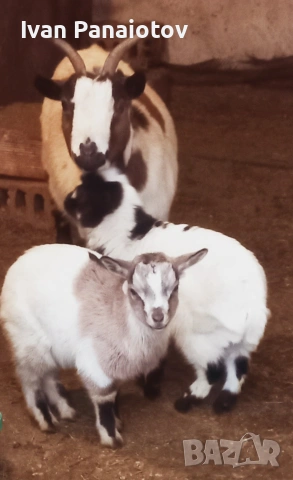 продавам холандски мини козички