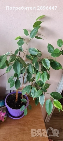 Шарен бенджамин и бенджамин фикус-много свежи и красиви