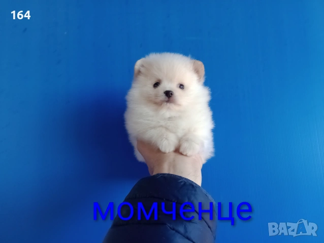 Мъжки Померан. Реални снимки от 12.01.26 г., снимка 5 - Померан - 53082481