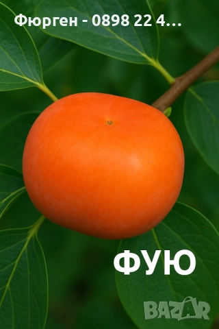  Райска ябълка Налични 4 сорта, снимка 3 - Разсади - 47807213