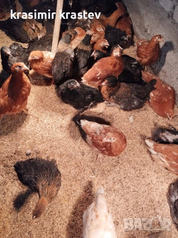 продавам пилета