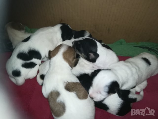 ПРОДАВАМ-продавам djack russell terrier 0406211147, снимка 6 - Джак ръсел териер - 32281099