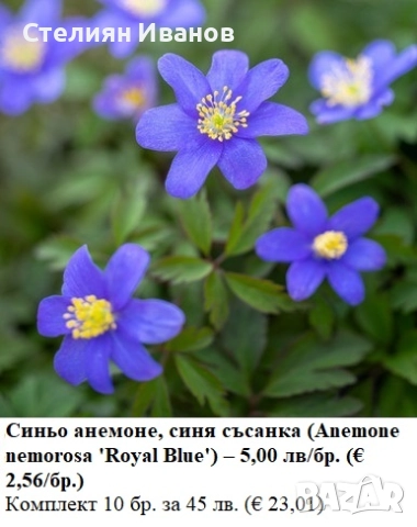 Синьо анемоне, синя съсанка (Anemone nemorosa 'Royal Blue') –  коренище