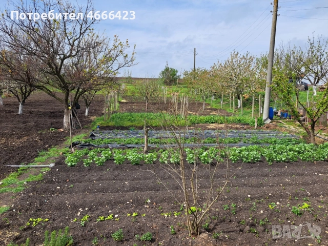 Собственик продава двуетажна масивна къща с три самостоятелни парцела и разработен бизнес , снимка 11 - Къщи - 52621406