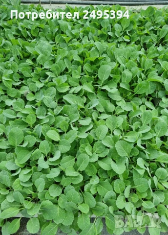 Продавам разсад зеле сорт Пруктор и Чиърс, снимка 1