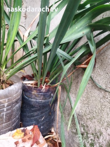 Вкоренени растения студоустойчива Юка на 1-3 год., снимка 9 - Градински цветя и растения - 38750889