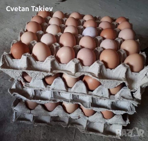 разплодни/оплодени яйца от Ломан Браун носачки , снимка 6 - Кокошки и пуйки - 43634220
