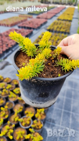 Седум  Анджелина, Sedum rupestre Angelina, снимка 17 - Градински цветя и растения - 52162046