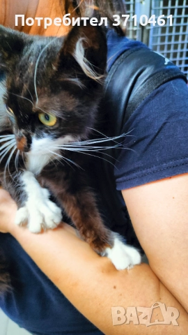 Коте, дългокосмест, 6 месечен, черно-бял, с отрицателни тестове за болести