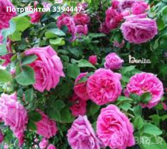 чист пчелен мед , снимка 4 - Пчелни продукти - 51200404