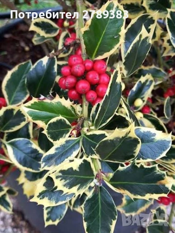 Пъстролистен илекс