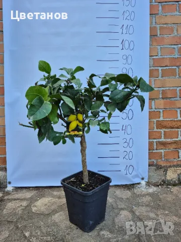 ЛИМОН ЛУНАРИО - 4 сезона