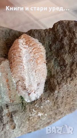 Трилобит Trilobita - изкопаеми 3.5 - 2 см, снимка 3 - Колекции - 44081054