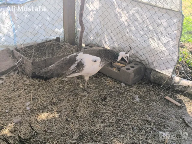 ПАУНИ АРЛЕКИН , снимка 5 - други­ - 49967747