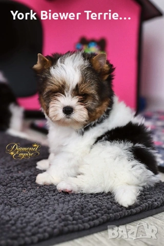 Йоркширски ТеРиер, страхотни бебета с родословие за деца и възрастни!