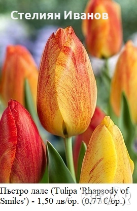 СОРТОВИ ЛАЛЕТА – ЛУКОВИЦИ - част 2, снимка 8 - Сортови семена и луковици - 52372863