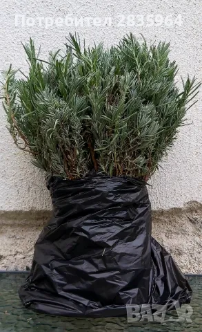 РАЗСАД ЛАВАНДУЛА ЗА ДЕКОРАЦИЯ И УКРАСА , снимка 8 - Декорация за дома - 30341942