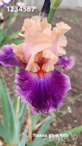 Сортови ириси високи брадати ириси Ризоми, снимка 3 - Градински цветя и растения - 50398180