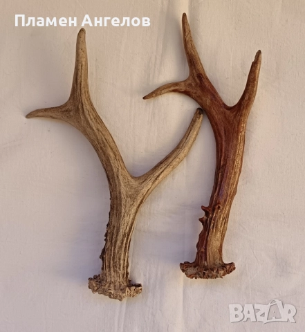 Трофей-рога от сръндак