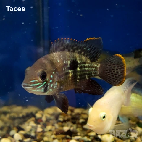 Ривулатус 6-8см, снимка 1