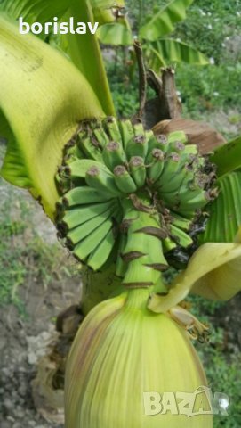 Банани, снимка 6 - Стайни растения - 14936642