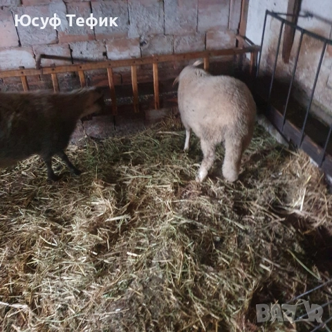Агнета на 7 месеца – по договаряне (на килограм), снимка 3 - Овце - 52353047