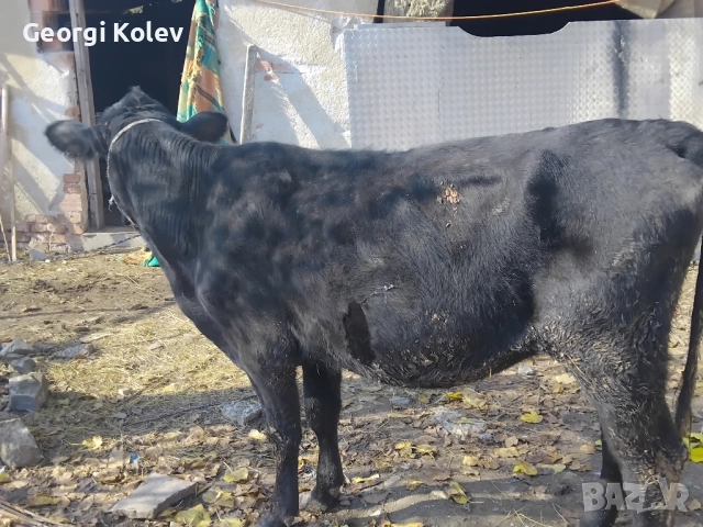 Абърдийн на първо теле и женско теленце на 2 месеца , снимка 2 - Крави - 52425618