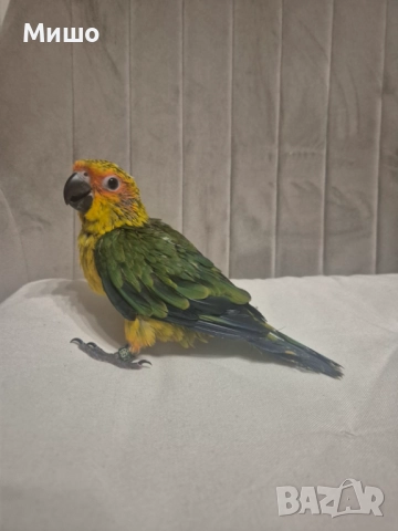 Ръчно хранена Слънчева Аратинга на 2 месеца