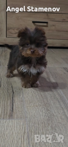 Йорки бивер мини шоколадово момченце!, снимка 8 - Йоркширски териер - 52827229