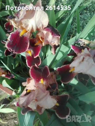 ИРИСИ, снимка 7 - Градински цветя и растения - 28663649