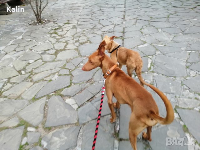 Фараоново куче, снимка 9 - Други - 28398109