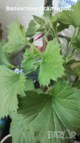 Кралско мушкато , снимка 2 - Стайни растения - 49662278