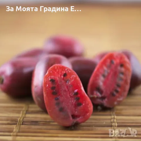 Червено Киви 🥝, снимка 3 - Градински цветя и растения - 49762001