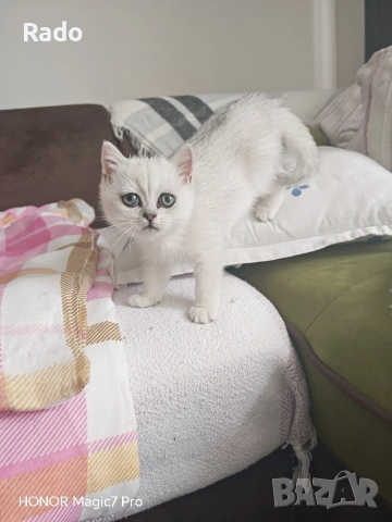 Правоуха сребърна чинчила