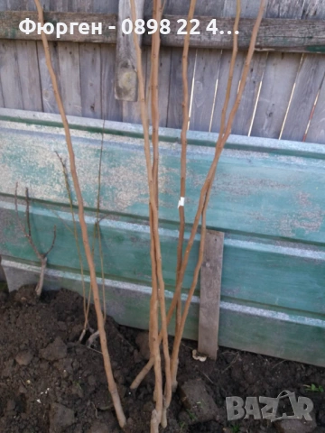 Слива - Ту-Сун, снимка 4 - Разсади - 51852215