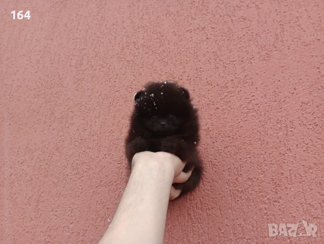 Мъжки шоколадов Померан. Реални снимки от 01.02.26 г., снимка 3 - Померан - 53307918