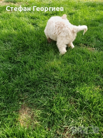 лагото, снимка 3 - Други - 52551838