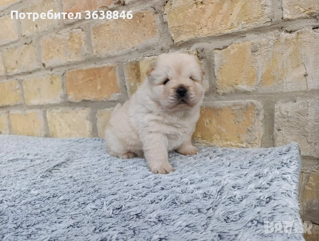 Чау Чау , снимка 5 - Чау Чау - 52948818