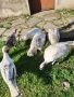 Домашни пуйки мъжки и женски 0897614893 Цена по договоряне, снимка 3