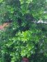 Дафинов лист, лаврово дърво пресни листа за кулинарията, снимка 2