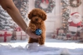 Той пудел (Toy poodle), снимка 1